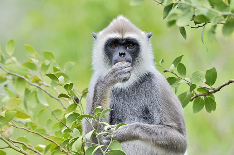 8. Parc de Yala - Sri Lanka 4