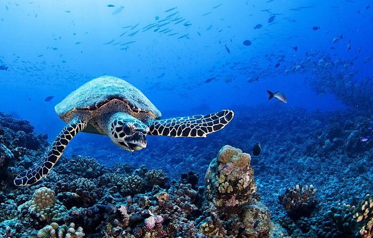Tortues dans la passe de Tiputa