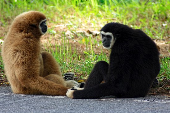 Découvrir le centre de réhabilitation des gibbons