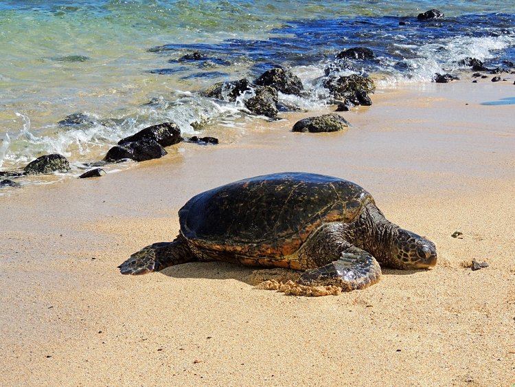 Les tortues de Punalu’u beach 2