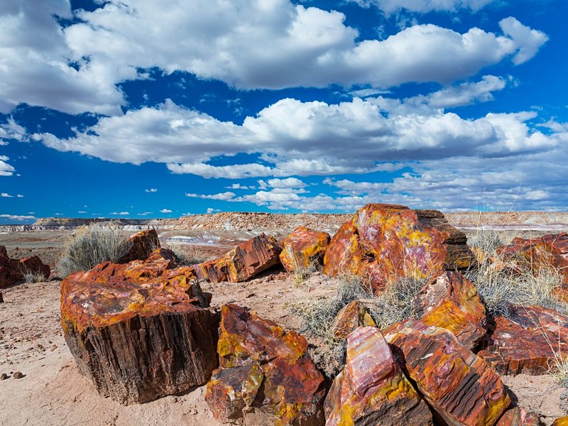 Petrified Forest, Arizona
