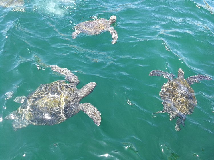 Pratiquer la plongée sous-marine et le snorkeling 2