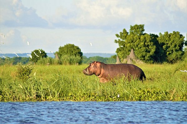 safari Malawi