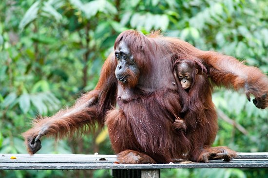 Kalimantan