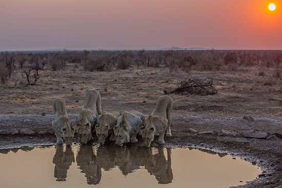 Réserve naturelle de Madikwe