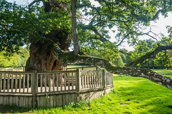 Dans la forêt enchantée de Brocéliande