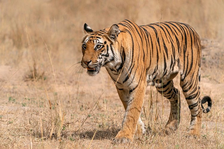 Les parcs du Madhya Pradesh