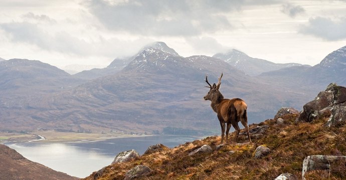 Ecosse