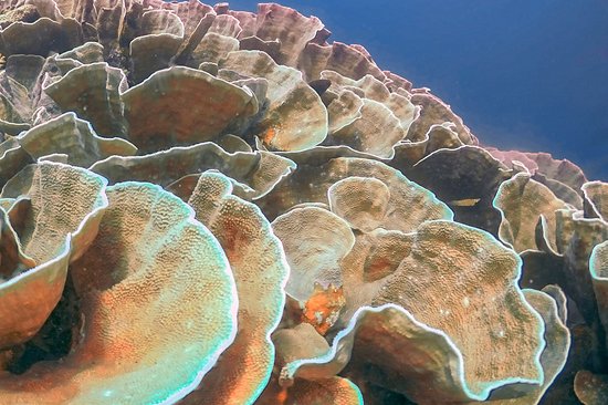 Plonger dans les jardins coralliens d’El Nido