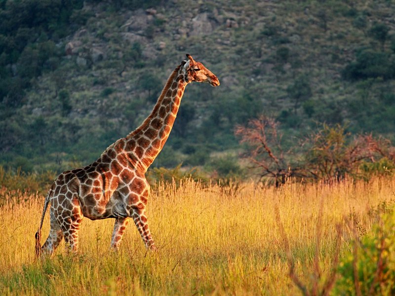 Réserve de Pilanesberg