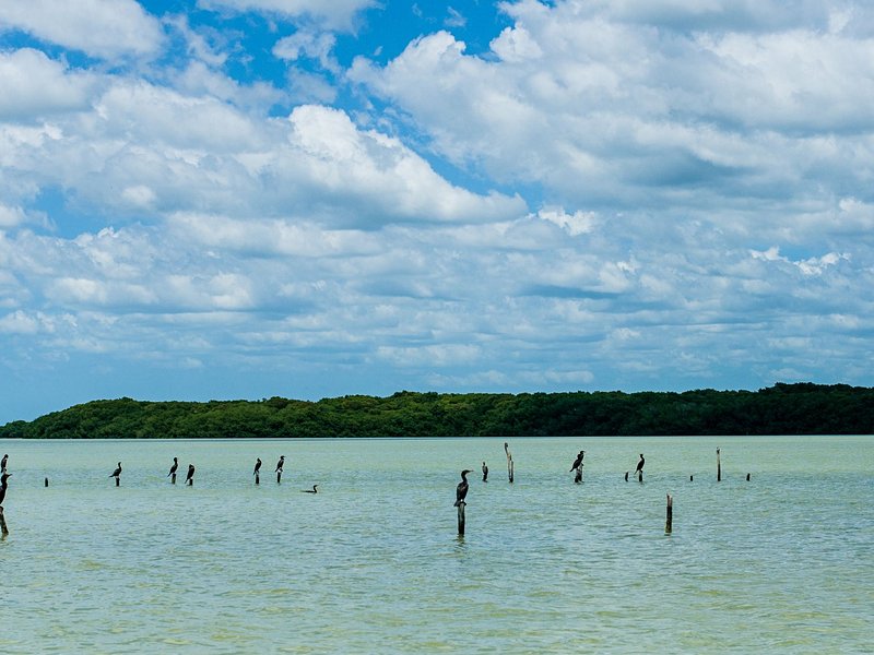 Excursion à Celestún