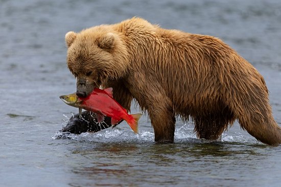 Observer des ours bruns pêcher dans la nature sauvage
