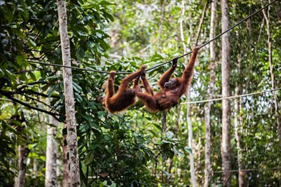 Sumatra