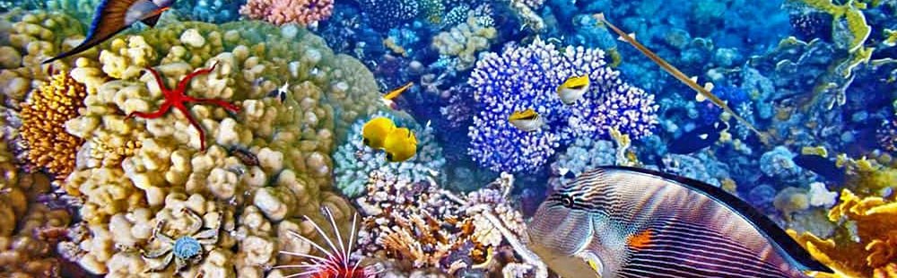 Bunaken