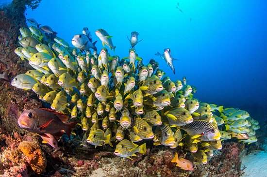 Raja Ampat, Papouasie Occidentale