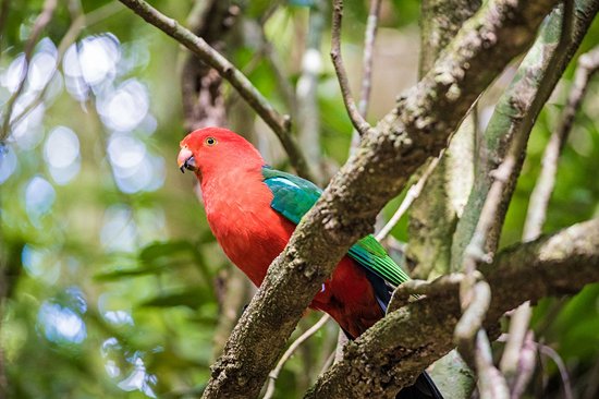 Parc national de Lamington