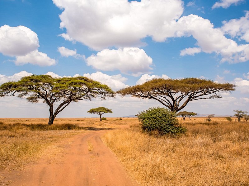Le parc national du Serengeti