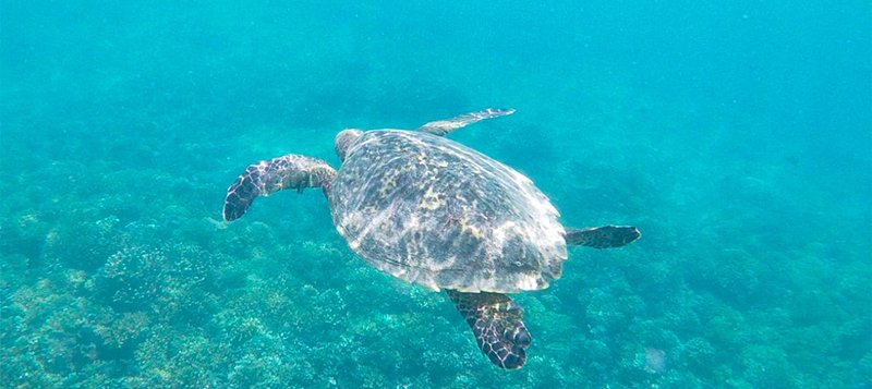 Plonger à Coiba, l'un des fonds marins les plus riches au monde