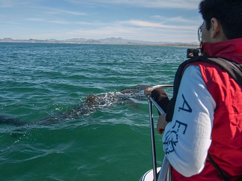 Nager avec les requins-baleines