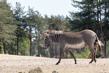 Parc Safari de Beekse Bergen