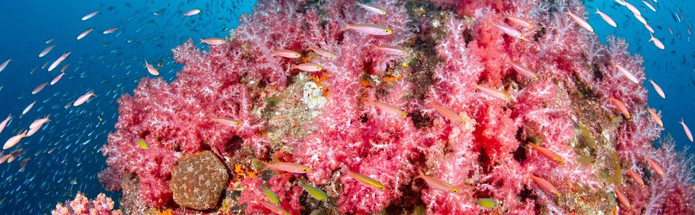 Faire de la plongée aux îles Hin Daeng et Hin Muang