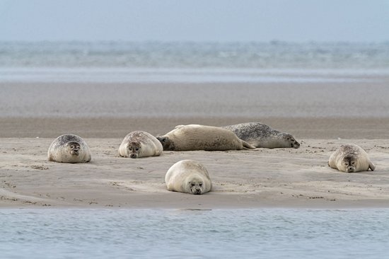 Parc national de la mer des Wadden