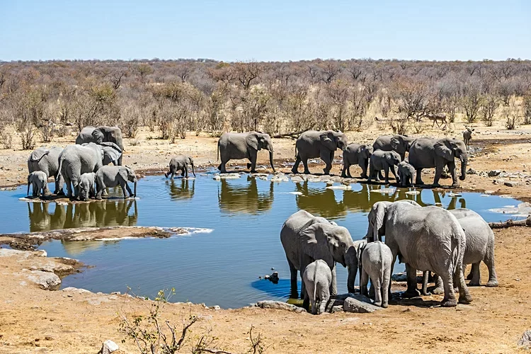 4. Parc national d'Etosha - Namibie 2