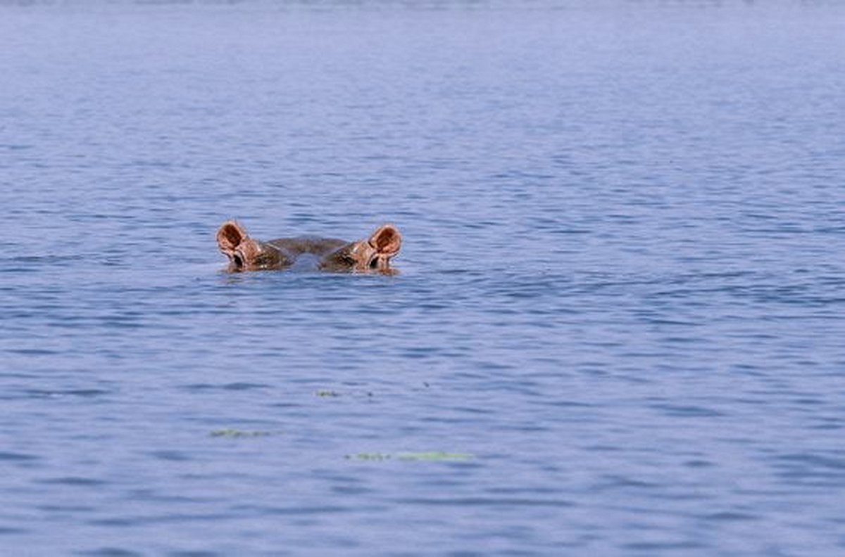 Découvrir la vie des hippopotames