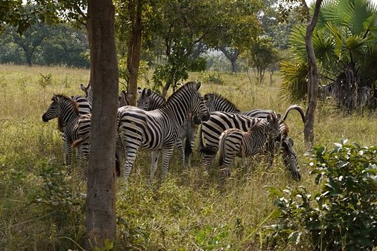 Voir des éléphants aux parcs Sarakawa et Djamdé