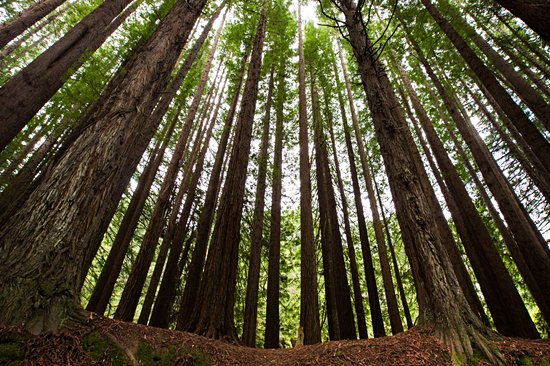 Parc national Great Otway