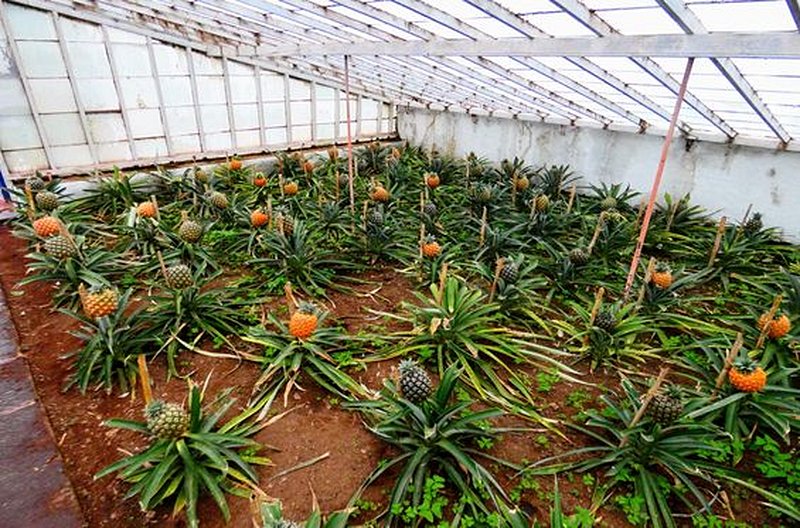 Déguster les ananas de l’île