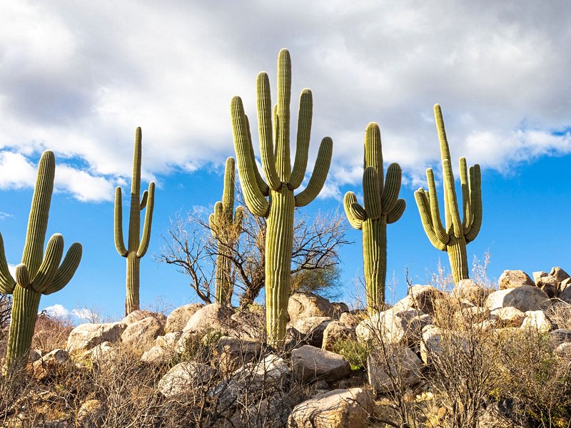 Saguaro, Arizona
