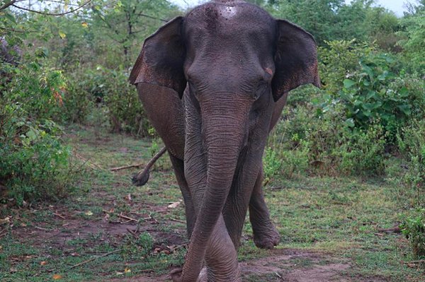 À la rencontre des éléphants