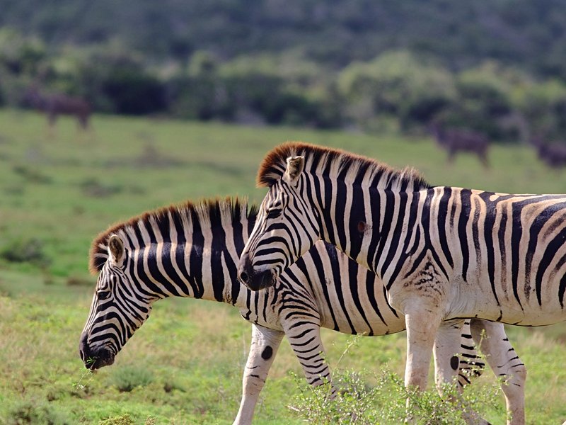 Parc national des Éléphants d'Addo
