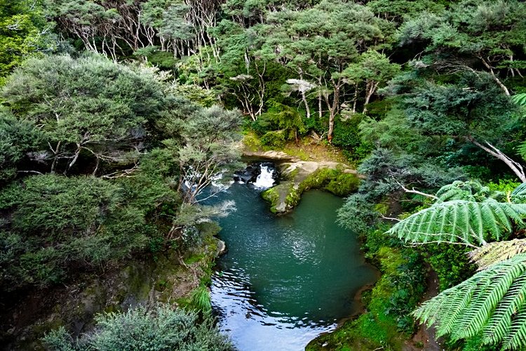 Goldie Bush Scenic Reserve