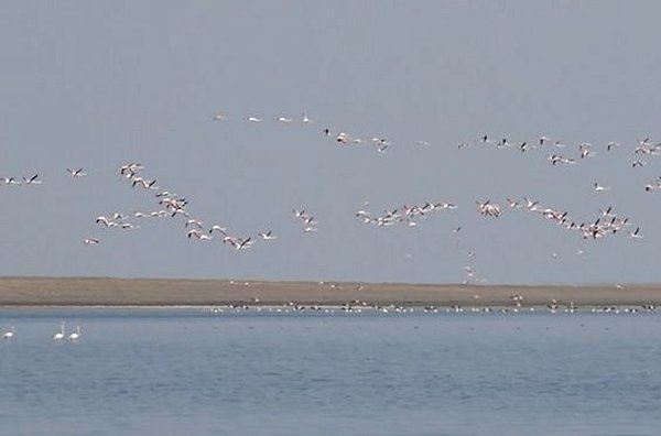 Observer les oiseaux