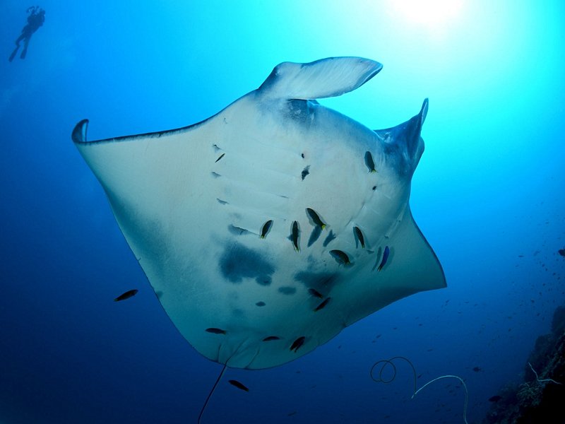 Manta Point