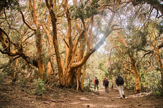 Parc national Los Arrayanes