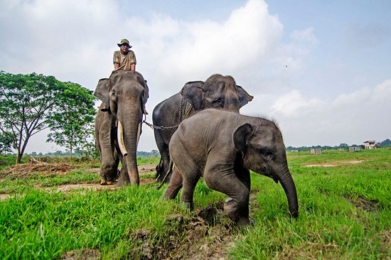 Parc national de Way Kambas