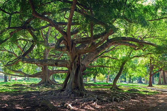 Jardin botanique de Peradeniya