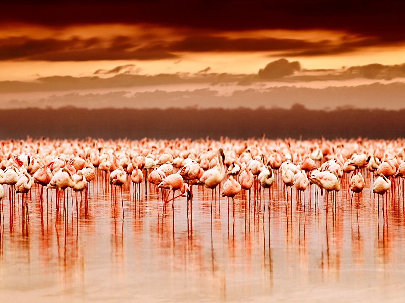 Lac Nakuru