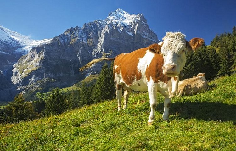 De belles rencontres à la clé dans les montagnes suisses.