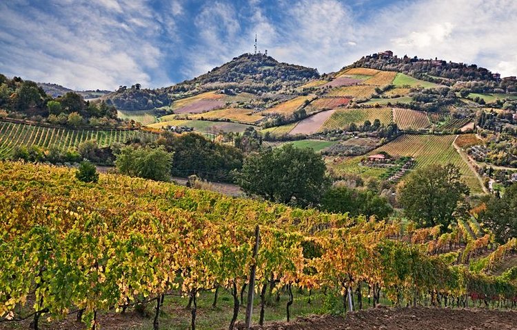 Les vignobles d'Émilie-Romagne