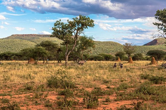 Réserve d'Okonjima