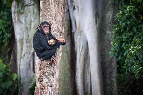 Chimpanzee Island