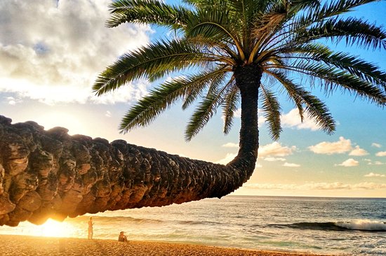 Sunset beach crooked palm tree - Oahu