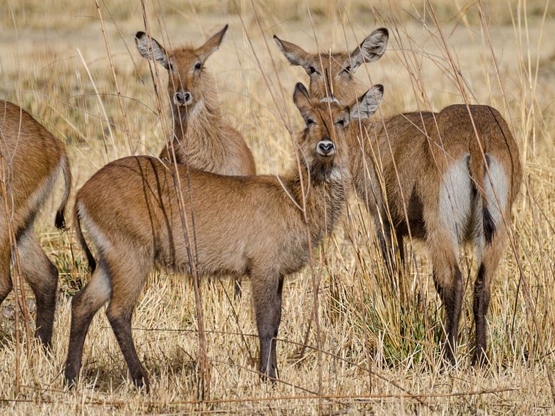 Le parc national de la Pendjari et le parc national du W