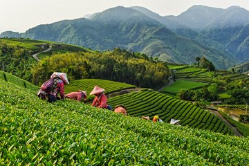 Montagnes de thé du comté de Chiayi