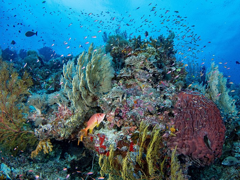Plonger dans le parc marin de Tubbataha