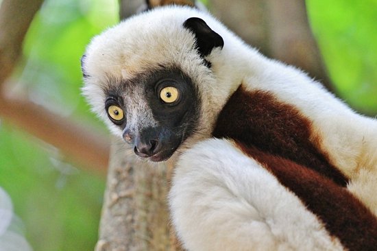 Parc national d'Ankarafantsika